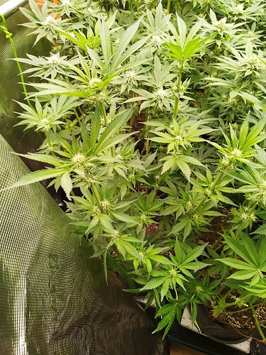 Growreport Bild 13