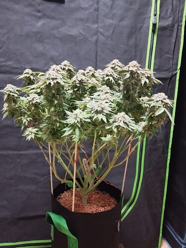 IMG_20250311_203148 - Kopie