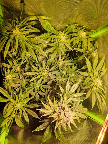 Growreport Bild 8