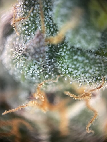 Growreport Bild 34
