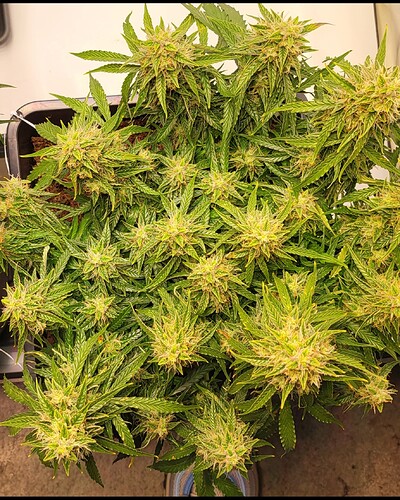 Screenshot_20240616_185951_Gallery