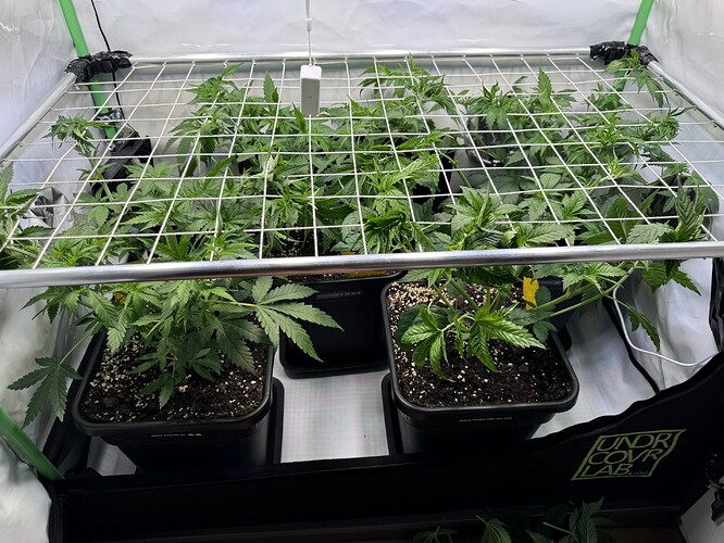 Growreport Bild 5