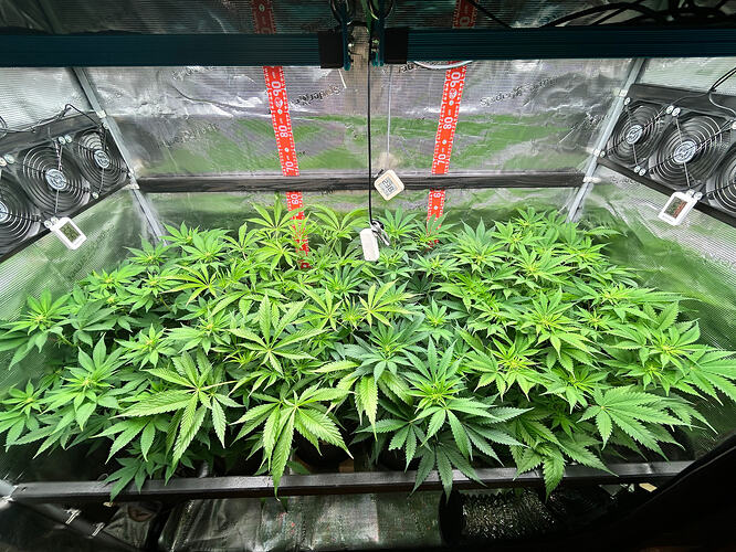 Blick in ein Growzelt mit mehreren Cannabis-Pflanzen in der Blütephase, die den Raum ausfüllen.