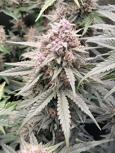 Growreport Bild 10