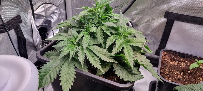 Growreport Bild 28