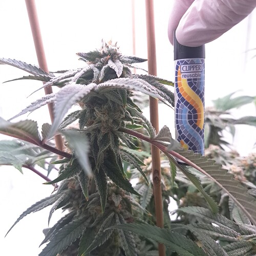Growreport Bild 7