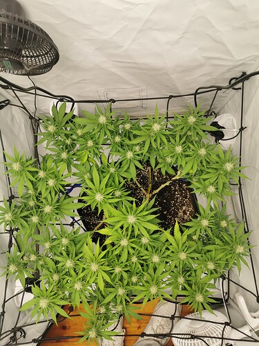 Growreport Bild 9