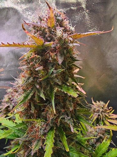 Growreport Bild 23