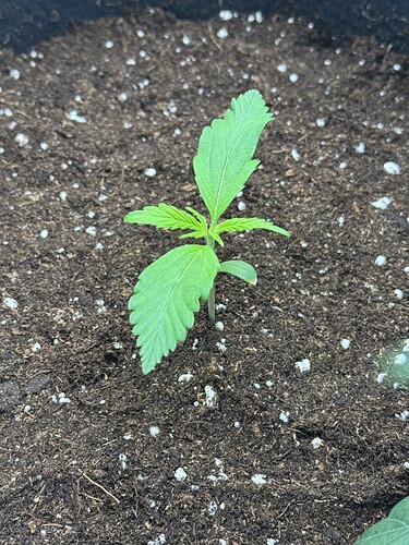 Growreport Bild 5