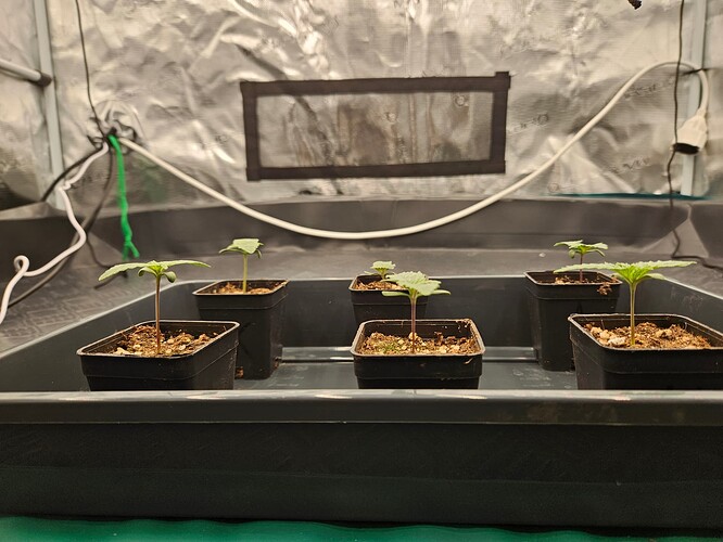 Growreport Bild 7