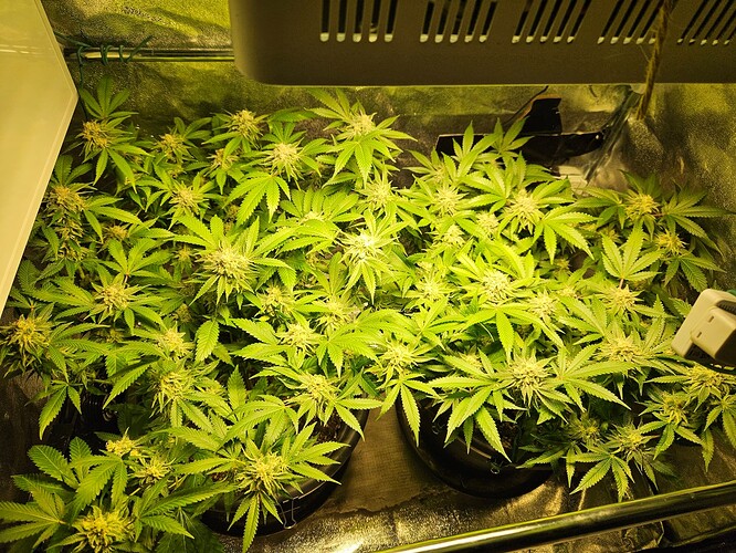 Growreport Bild 3
