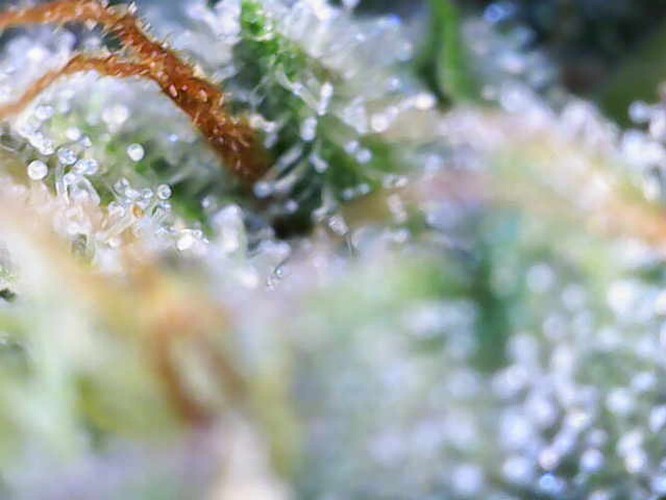 Growreport Bild 17