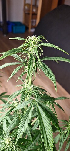 Growreport Bild 7