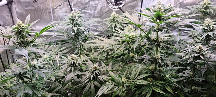 Growreport Bild 5