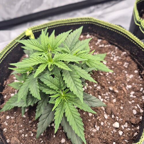 Growreport Bild 4
