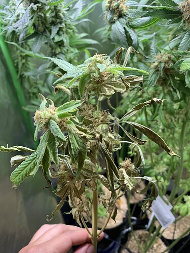 Growreport Bild 19