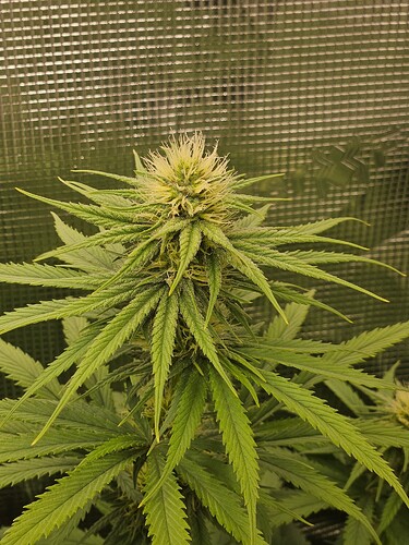 Growreport Bild 10