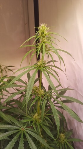 Growreport Bild 4