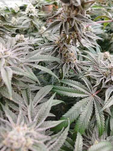 Growreport Bild 11