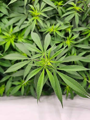 Growreport Bild 2