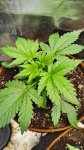 Growreport Bild 6