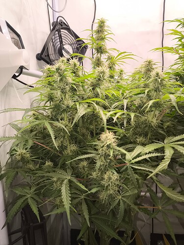 Growreport Bild 1