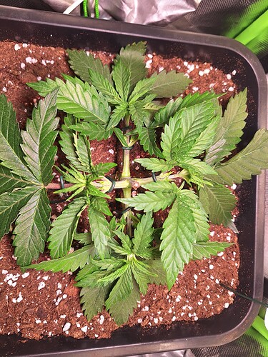 Growreport Bild 8