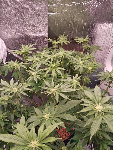 IMG_20250125_205412 - Kopie