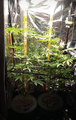 Growreport Bild 1
