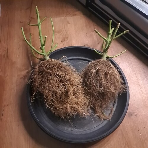Growreport Bild 21