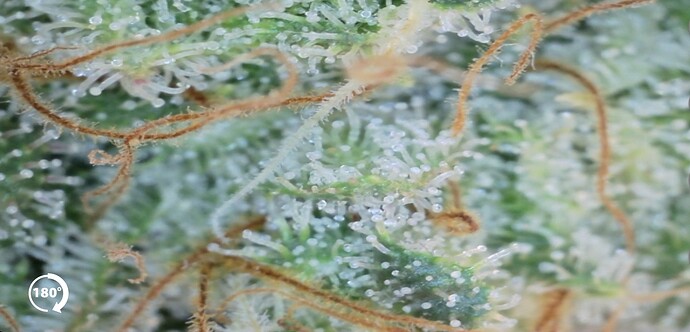 Growreport Bild 17