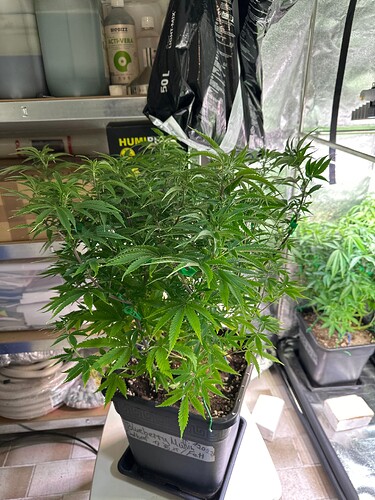Growreport Bild 34