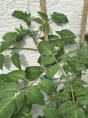Growreport Bild 25