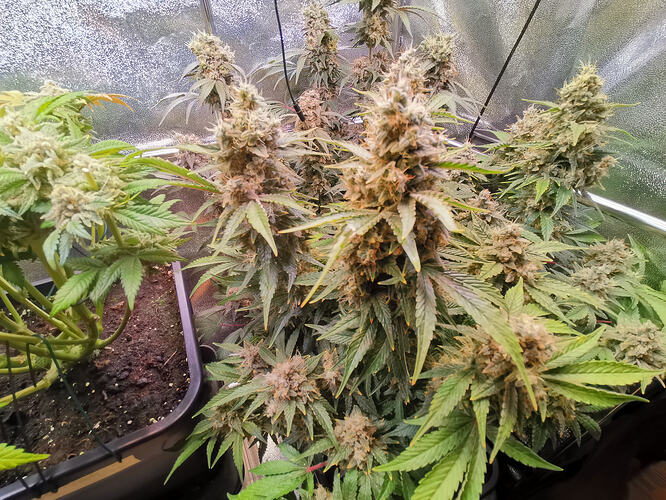 Growreport Bild 13