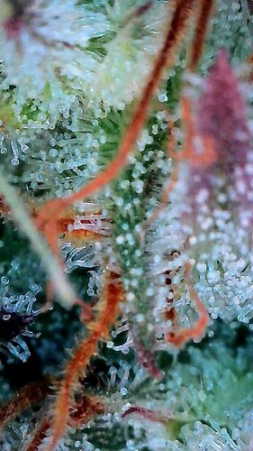 Growreport Bild 9
