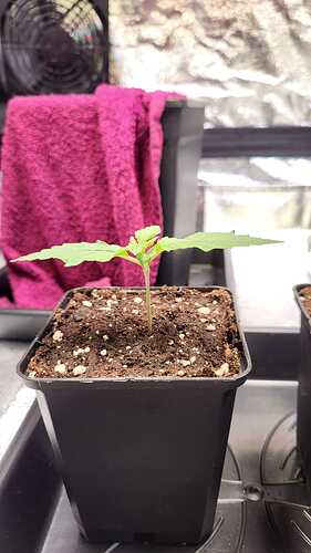 Growreport Bild 46
