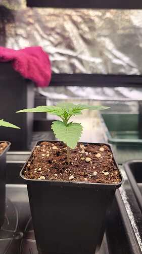 Growreport Bild 50