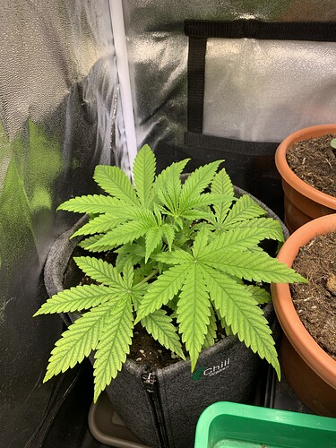 Growreport Bild 1