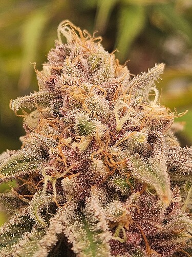 Growreport Bild 19