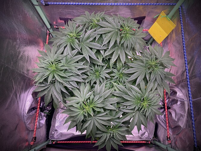 Growreport Bild 5