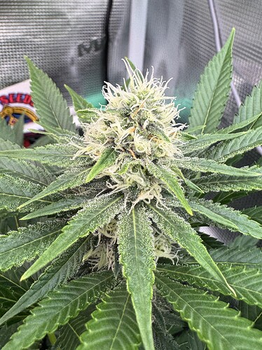 Growreport Bild 43