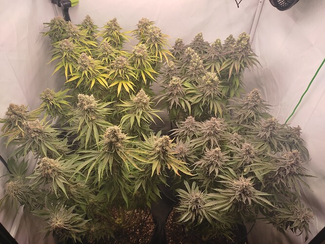 Growreport Bild 8