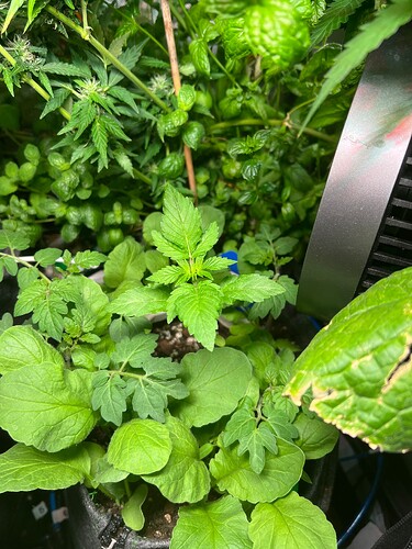 Growreport Bild 4