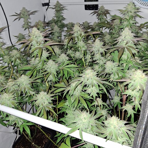 Growreport Bild 11