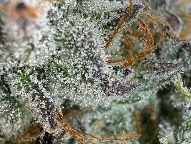 Growreport Bild 13