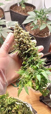 Growreport Bild 7