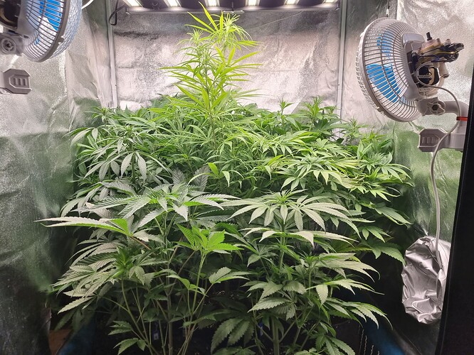 Mehrere Cannabispflanzen in einem Zelt, die sich im Wuchs befinden. Zwei Ventilatoren und eine Wachstumslampe sind sichtbar.