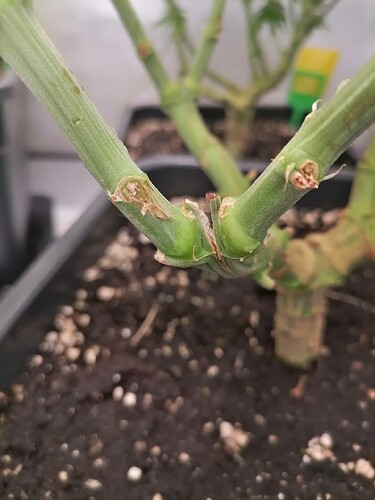 Growreport Bild 3