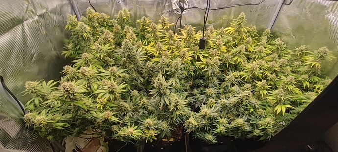 Growreport Bild 19