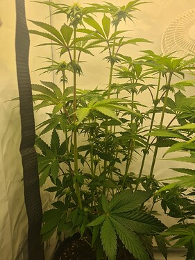 Growreport Bild 4